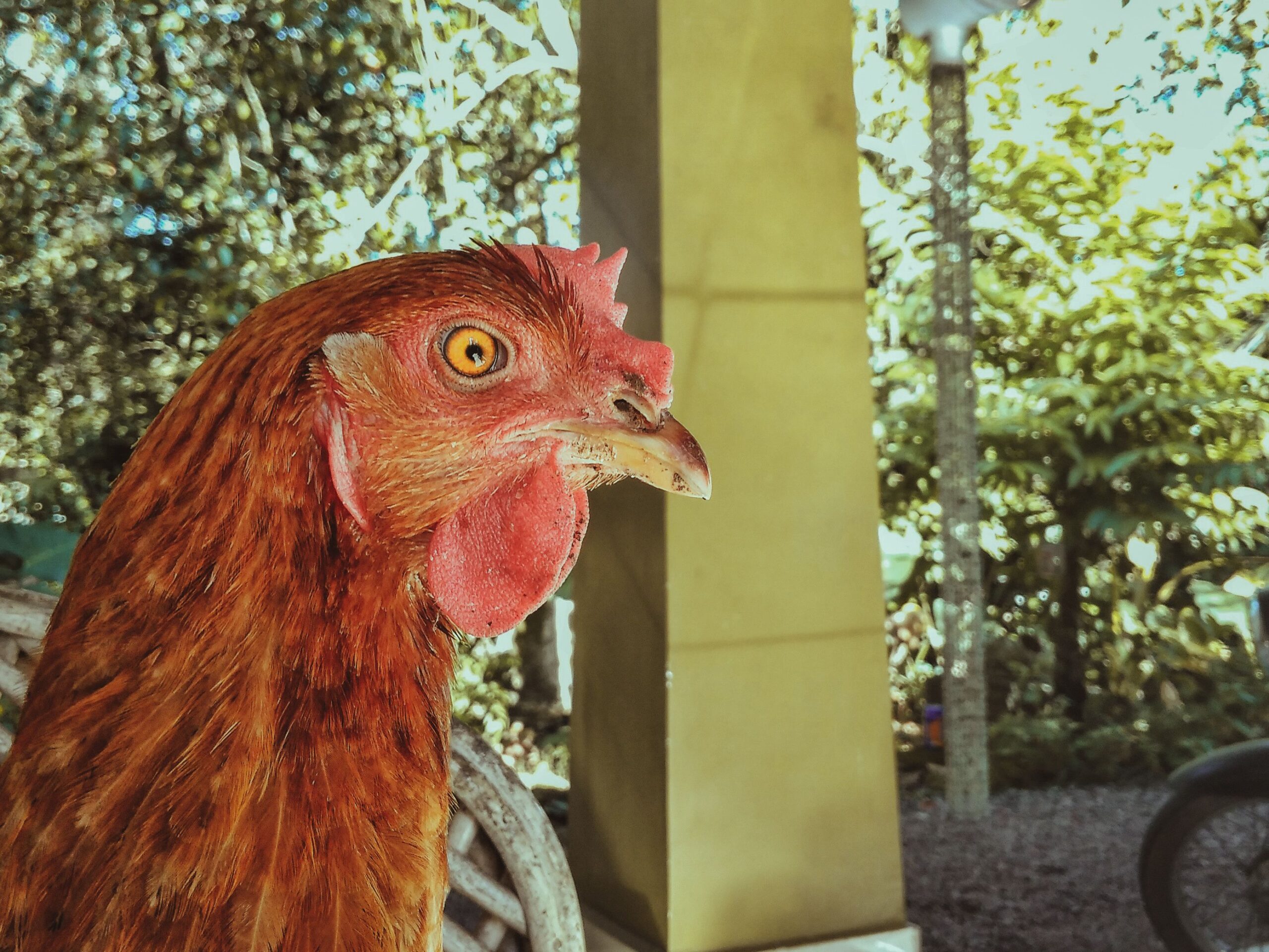 Detailed close-up photograph of a brown hen with vibrant feathers in a garden setting.